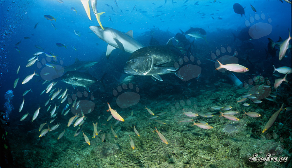 Squalo grigio di barriera, Caranx gigante e altri pesci
