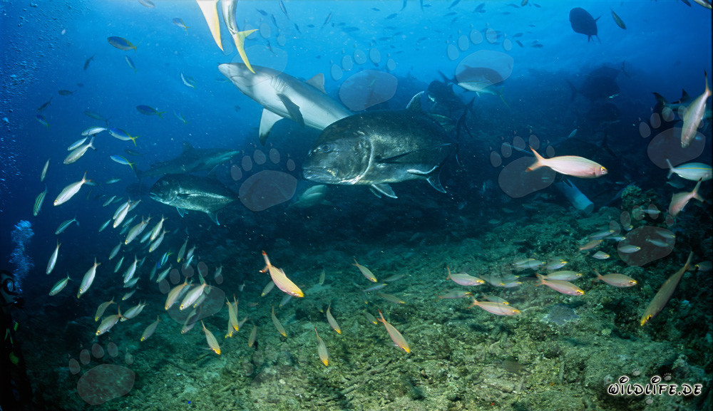 Tiburón gris de arrecife, Caranx gigante y otros peces