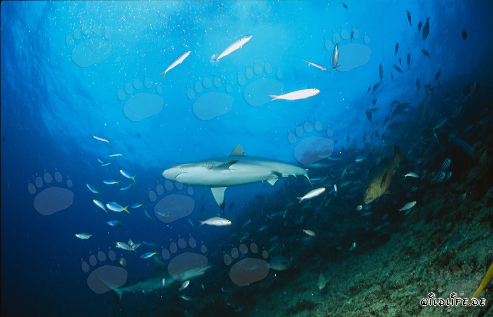 Grauer Riffhai am Shark Reef