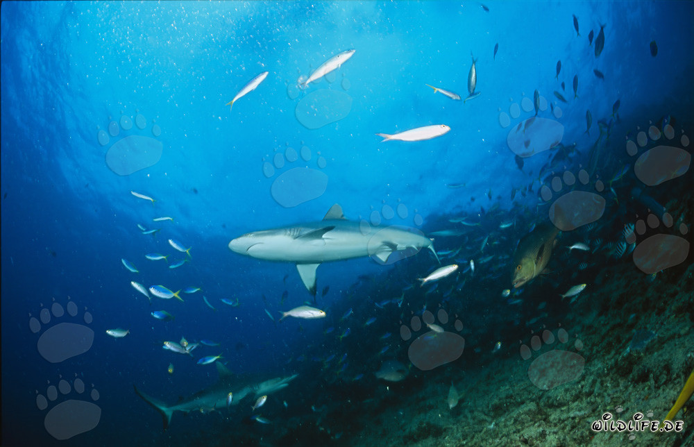 Requin gris de récif au Shark Reef