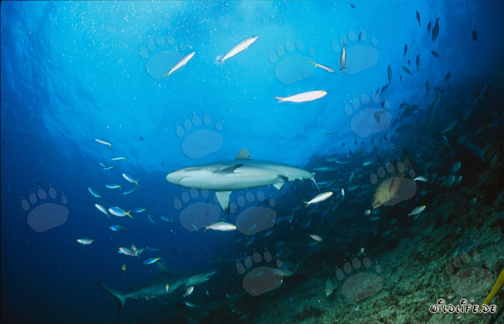 Squalo grigio della barriera corallina a Shark Reef