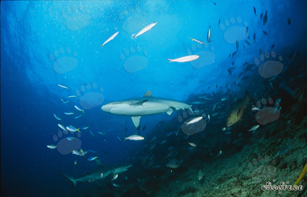 Tiburón gris de arrecife en Shark Reef