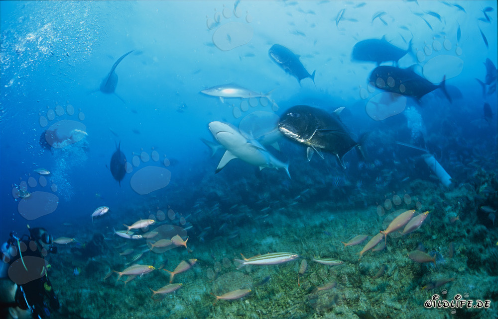 Requin gris de récif et carangues géantes s'approchent d'un plongeur