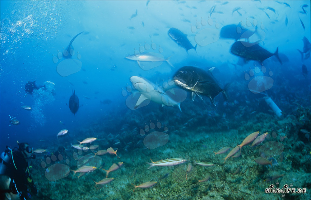 Tiburón de arrecife gris y jureles gigantes se acercan a un buzo