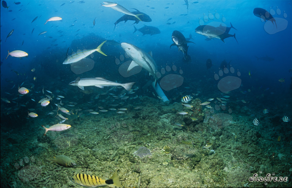 Requin gris nage majestueusement au-dessus du récif de corail