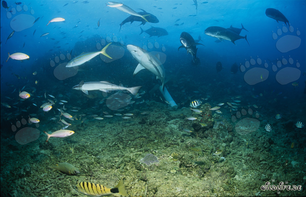 Squalo grigio nuota maestosamente sopra la barriera corallina