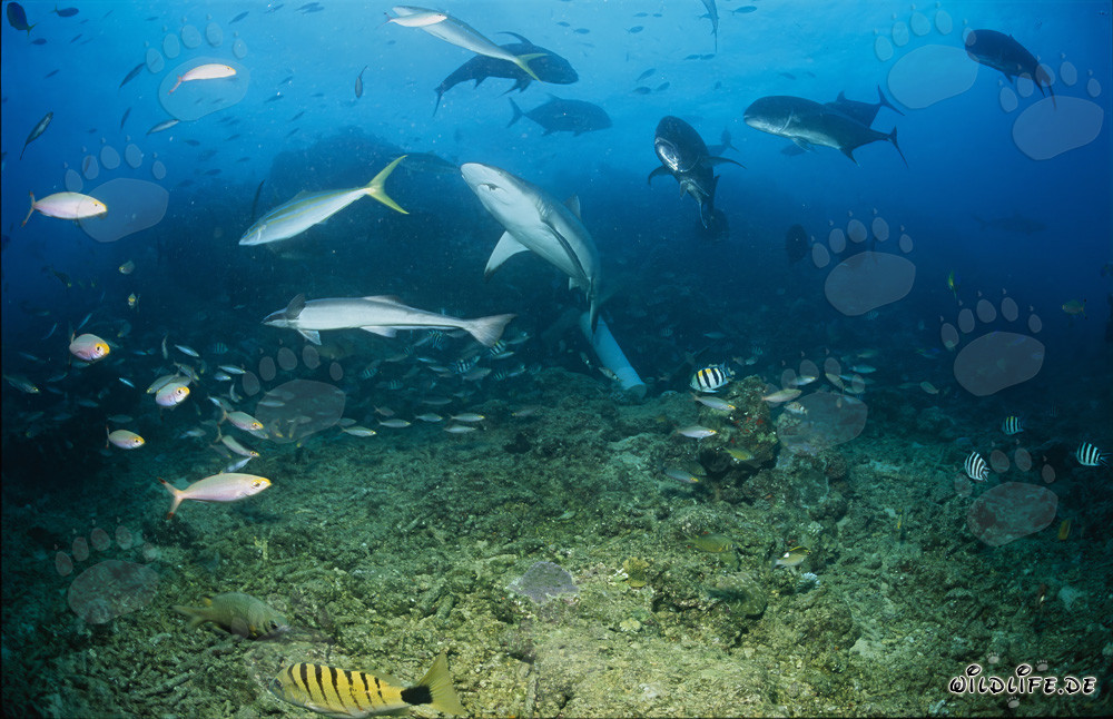 Tiburón gris nada majestuosamente sobre el arrecife de coral