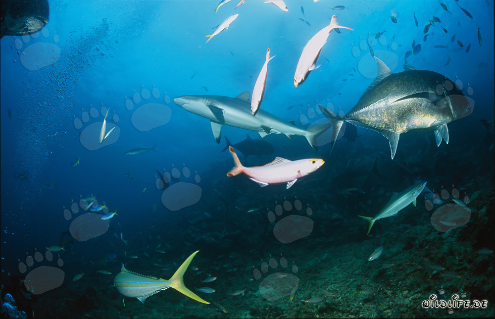 Bull Shark and Giant Trevally Encounter at Shark Reef