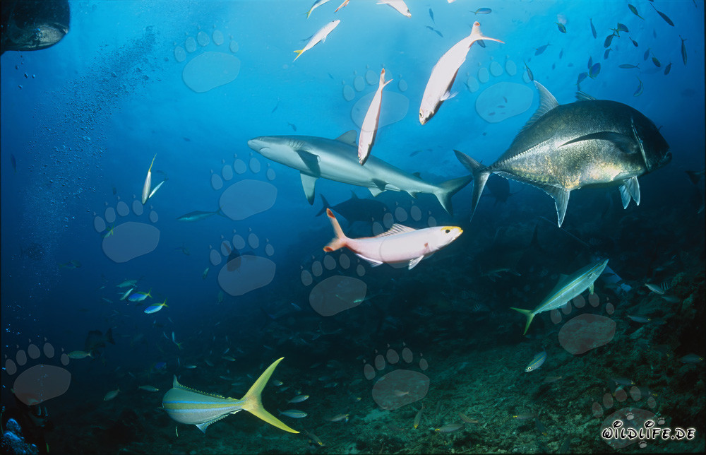 Bullenhai und Giant Trevally treffen am Shark Reef aufeinander