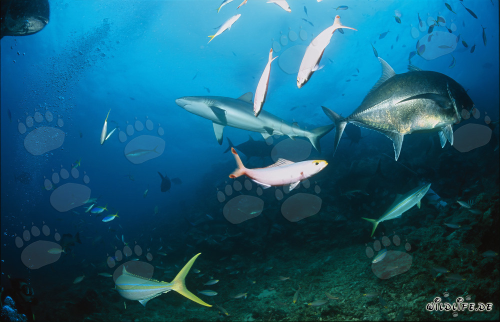 Rencontre entre un requin taureau et un carangue géant sur le récif aux requins