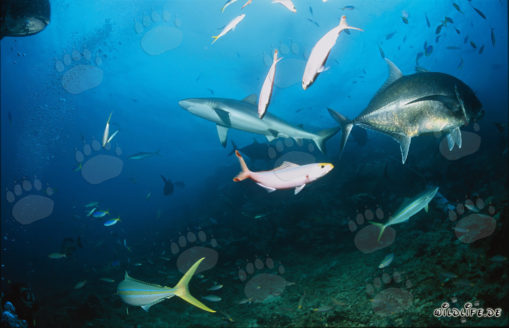 Encuentro entre un tiburón toro y un jurel gigante en el arrecife de tiburones