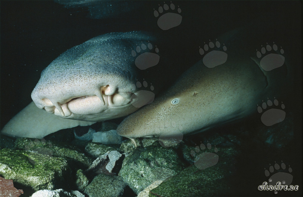 Faszinierender Gewöhnlicher Ammenhai im Fischschwarm