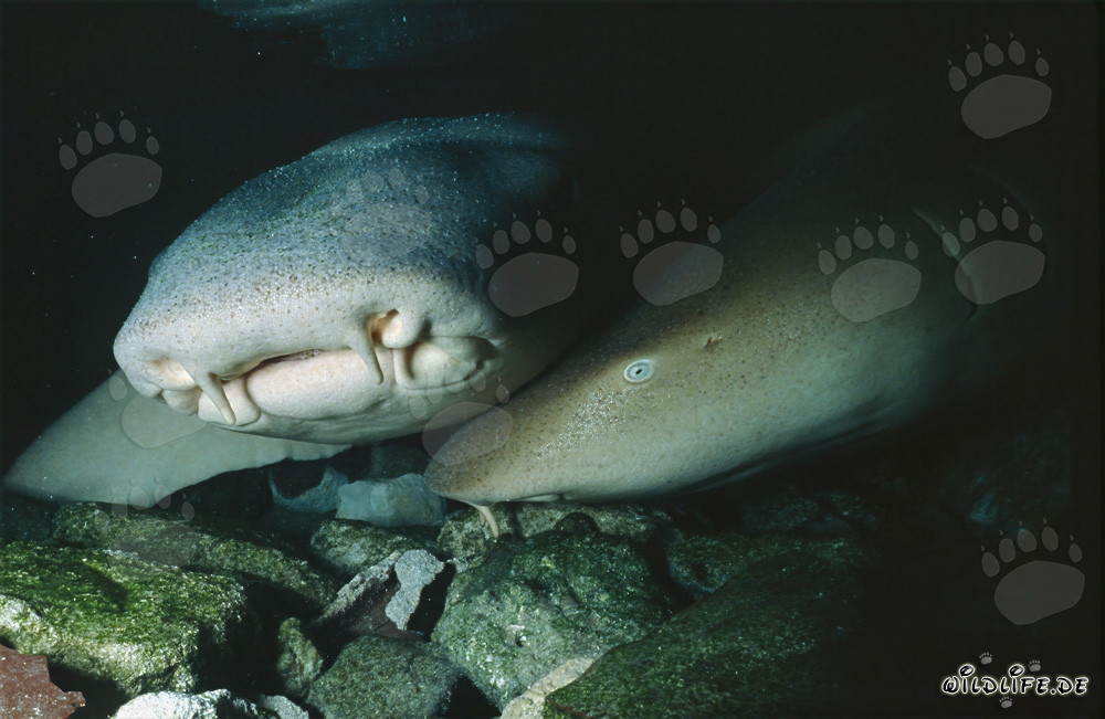 Fascinating Tawny Nurse Shark in a School of Fish