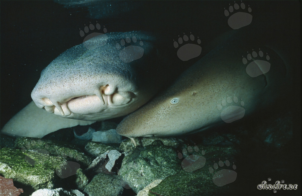 Fascinante tiburón nodriza común en medio de un banco de peces