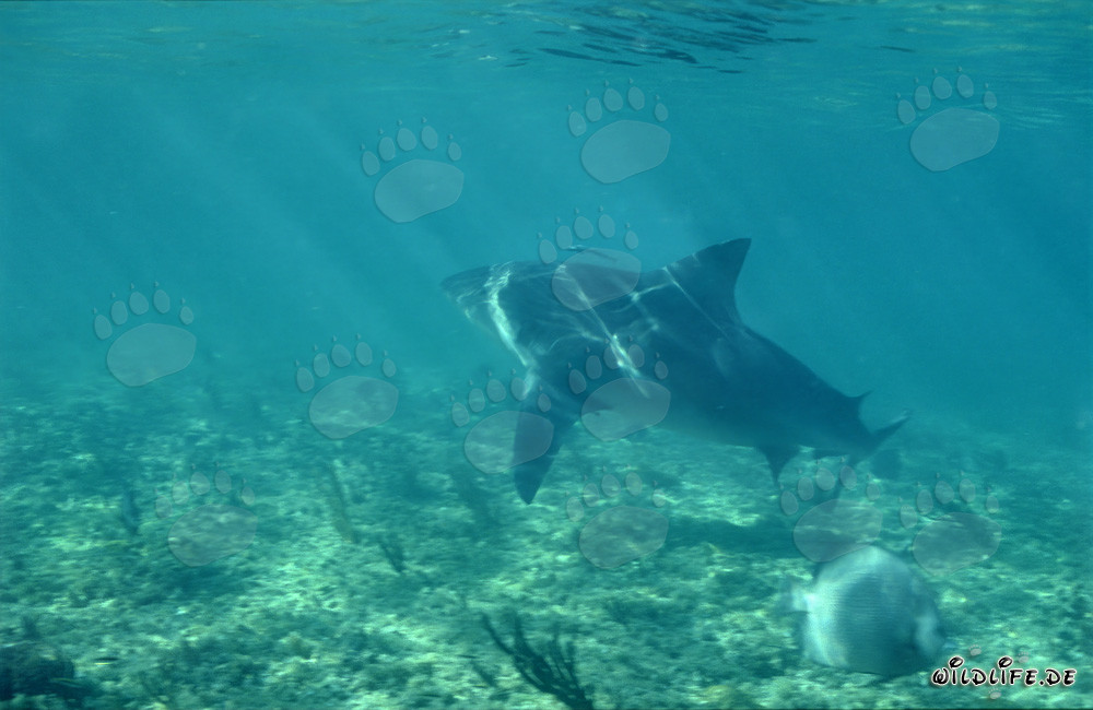 Impressive Bull Shark foraging near Walker´s Cay