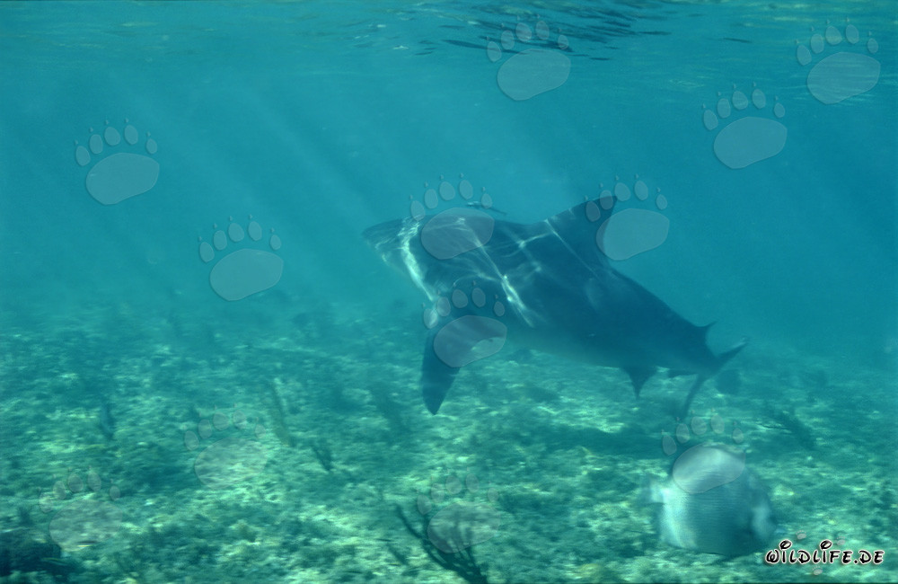 Imposanter Bullenhai auf Nahrungssuche vor Walker´s Cay