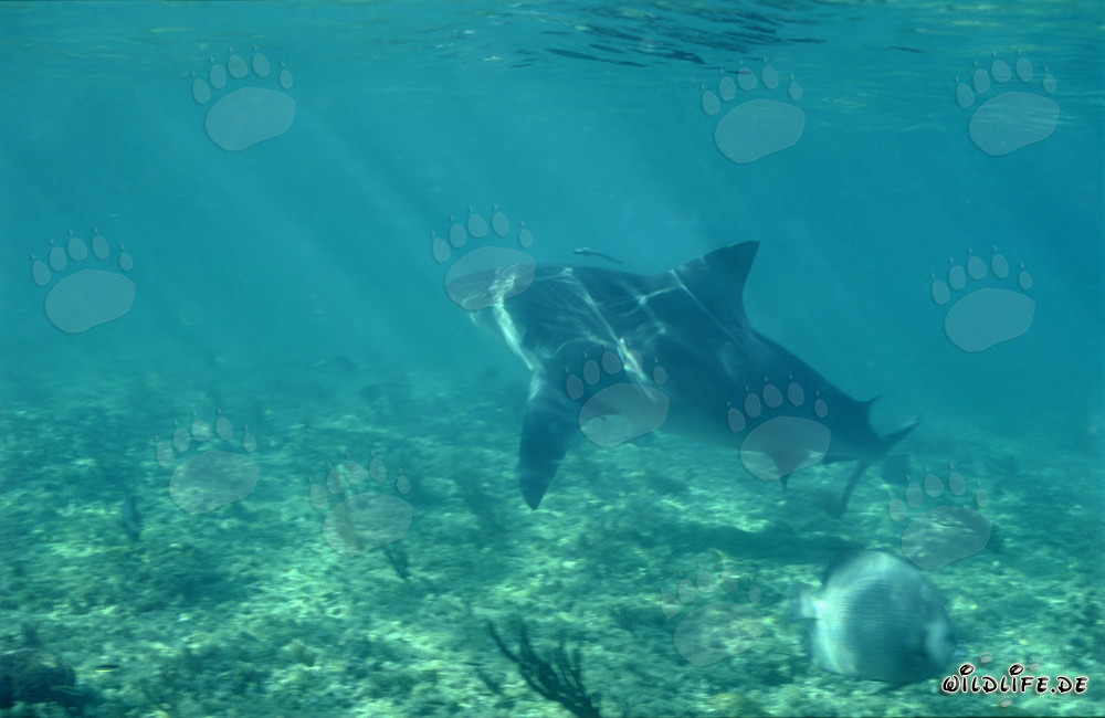 Impressionnant requin-taureau à la recherche de nourriture devant Walker´s Cay