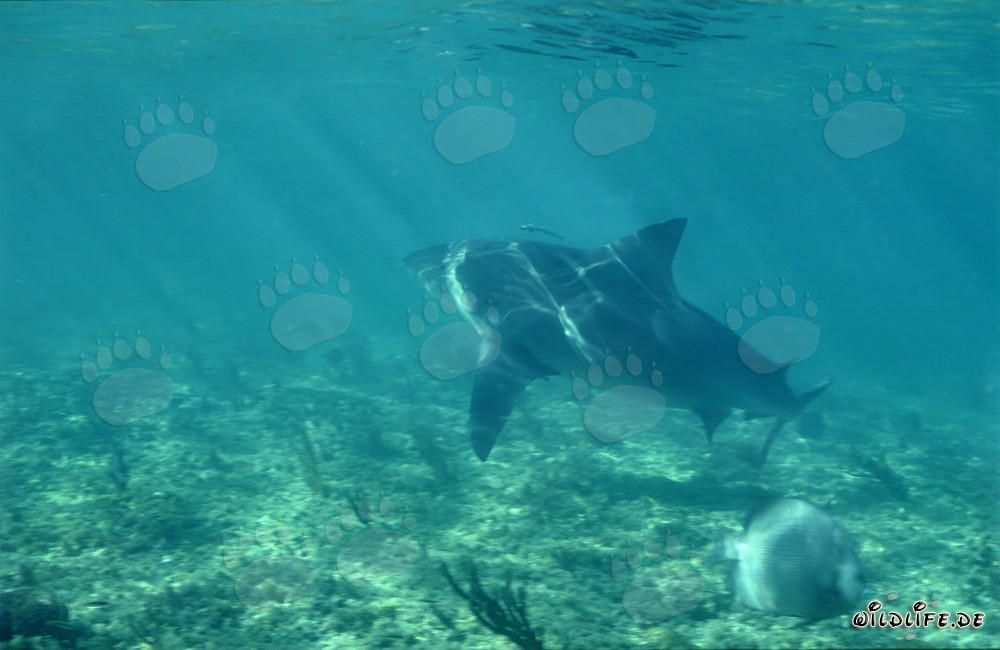 Imponente squalo toro alla ricerca di cibo davanti a Walker´s Cay