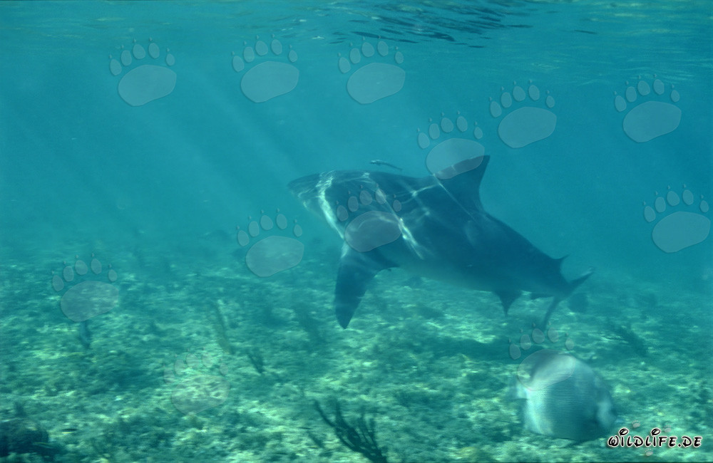 Impresionante tiburón toro en busca de alimento frente a Walker´s Cay