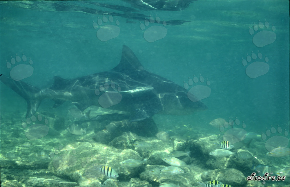 Bull Shark (Carcharhinus leucas) foraging at Shark Beach on Walker´s Cay