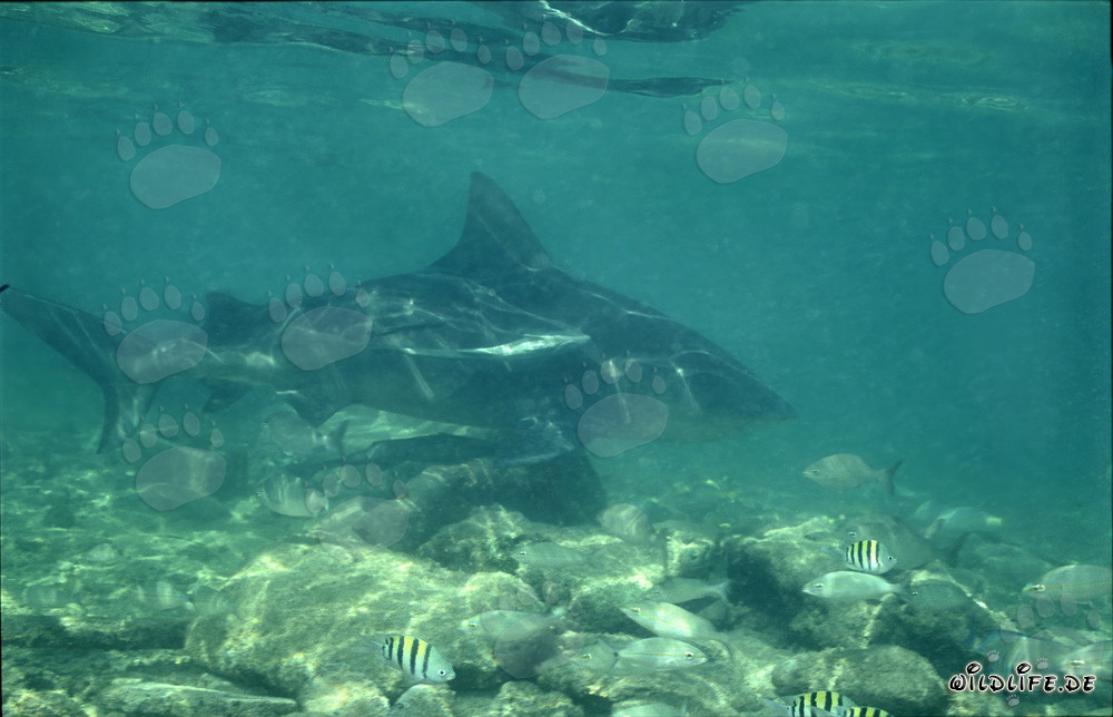 Bullenhai auf Nahrungssuche an der Shark Beach von Walker´s Cay