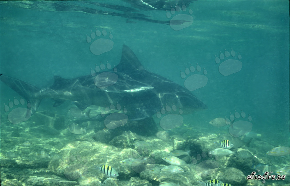 Requin taureau à la recherche de nourriture sur la plage des requins de Walker´s Cay