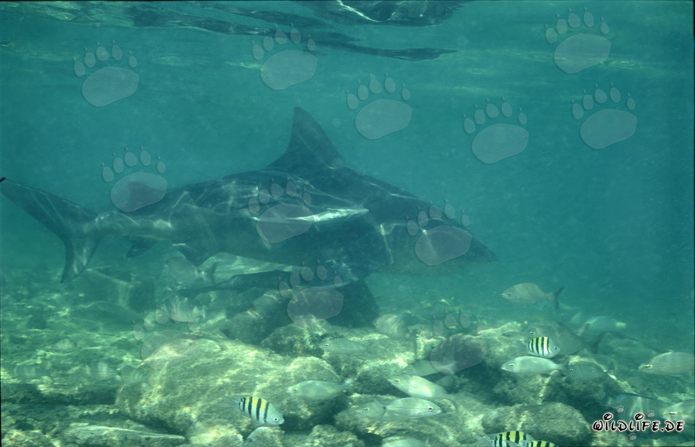 Tiburón toro en busca de comida en la playa de tiburones de Walker´s Cay