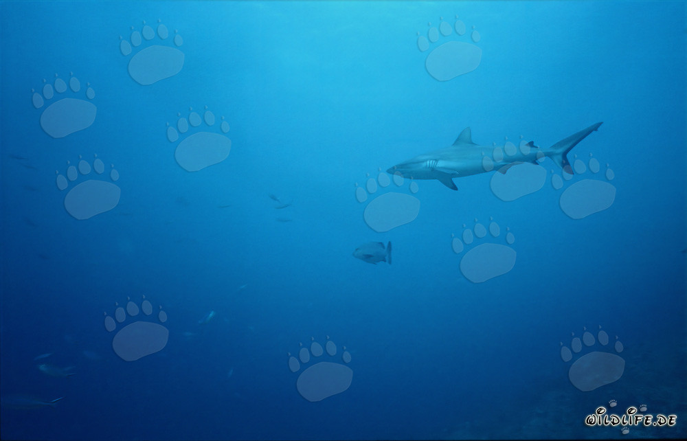 Gray reef shark gracefully swimming towards open sea