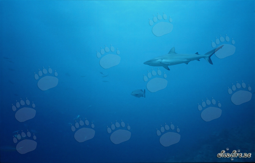 Requin gris nage élégamment vers l'océan ouvert