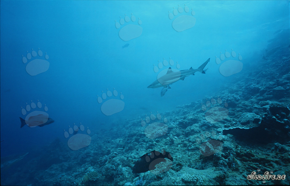 Fascinating Blacktip Reef Shark in Crystal Clear Water
