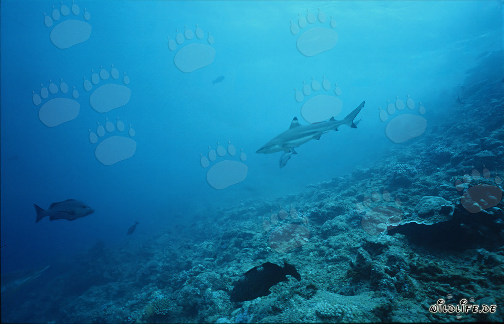 Requin à pointes noires fascinant dans une eau cristalline