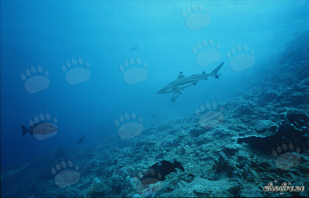 Fascinante tiburón de arrecife de puntas negras en agua cristalina