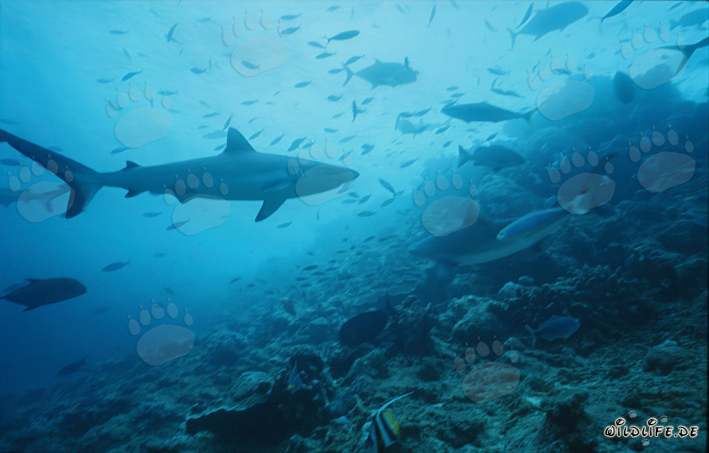 Grauer Riffhai schwimmt majestätisch am Shark Reef von Viti Levu, Fiji