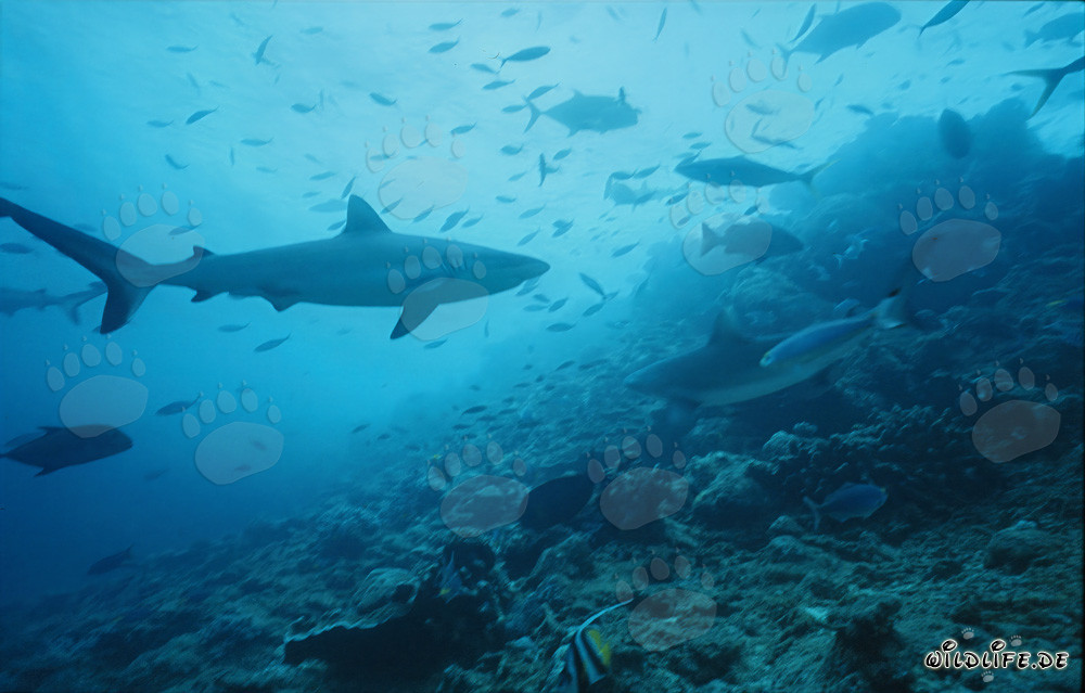 Gray reef shark swimming majestically at Shark Reef in Viti Levu, Fiji