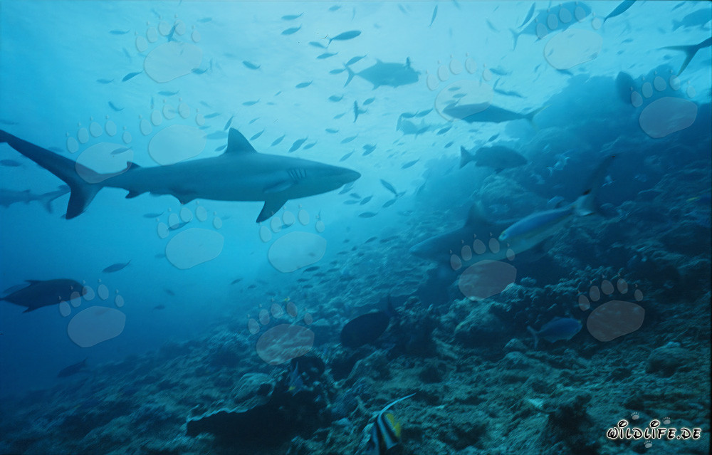 Requin de récif gris nage majestueusement au Shark Reef de Viti Levu, Fidji