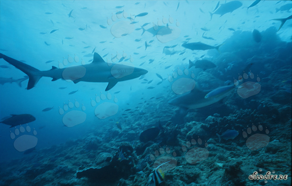 Squalo grigio del reef nuota maestosamente al Shark Reef di Viti Levu, Figi