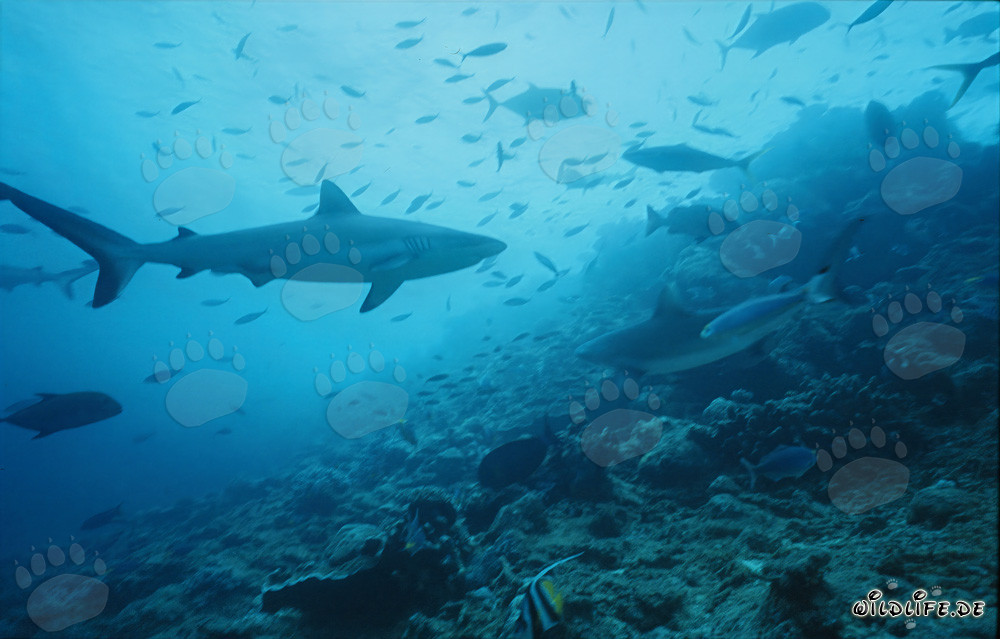Tiburón gris de arrecife nada majestuosamente en Shark Reef de Viti Levu, Fiji