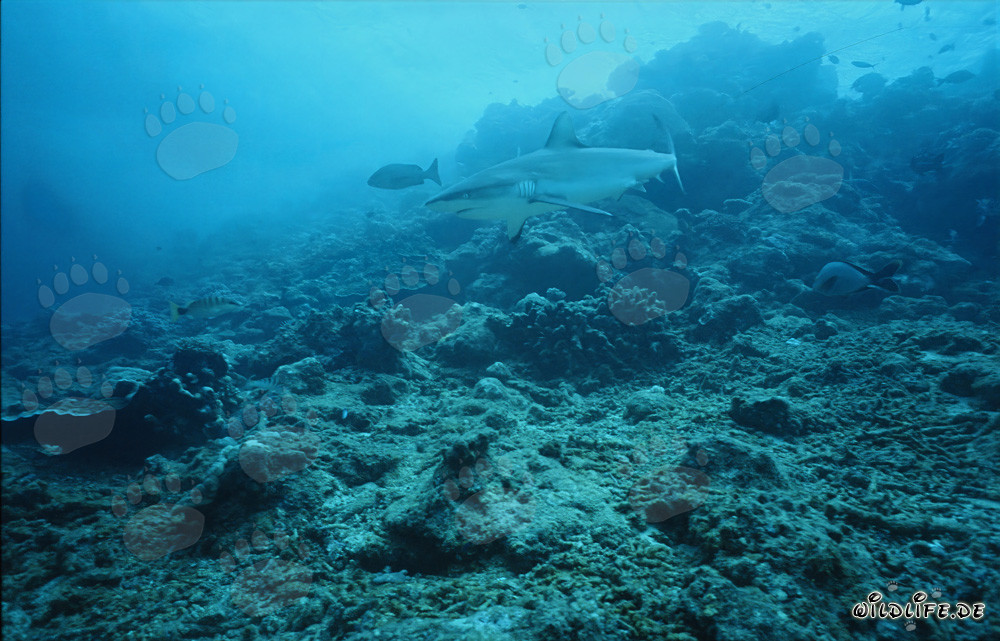 Gray Reef Shark (Carcharhinus amblyrhynchos)