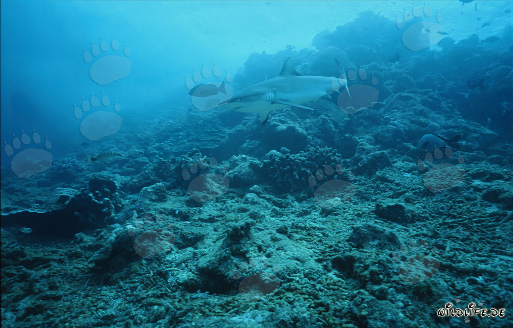 Tiburón gris de arrecife sobre un suelo de coral pelado