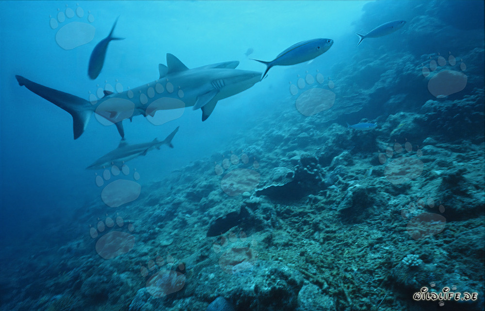 Grauer Riffhai (Carcharhinus amblyrhynchos) im klaren Ozeanwasser