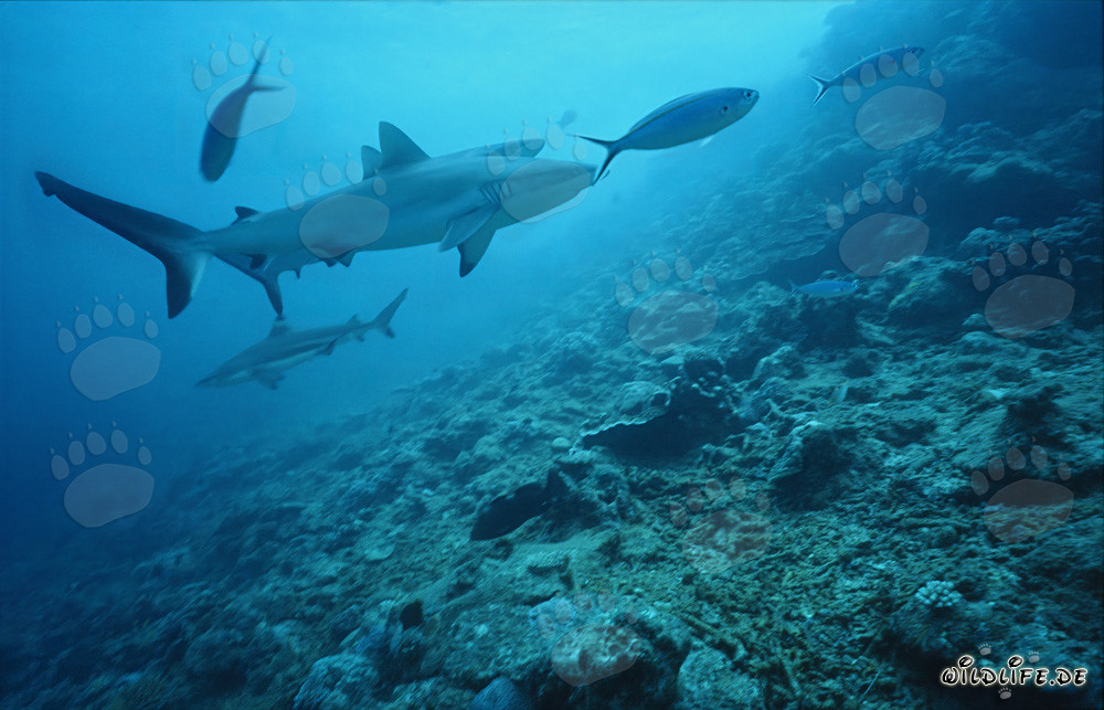 Gray reef shark (Carcharhinus amblyrhynchos) in crystal clear ocean water