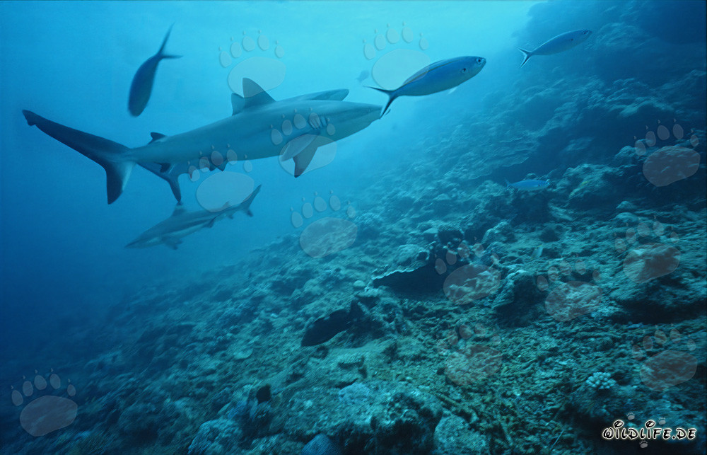 Requin gris de récif (Carcharhinus amblyrhynchos) dans l'eau claire de l'océan
