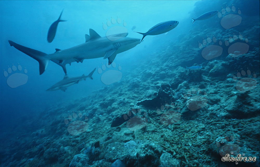 Squalo grigio della barriera corallina (Carcharhinus amblyrhynchos) nelle acque limpide dell'oceano