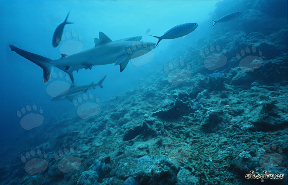 Tiburón de arrecife gris (Carcharhinus amblyrhynchos) en aguas claras del océano