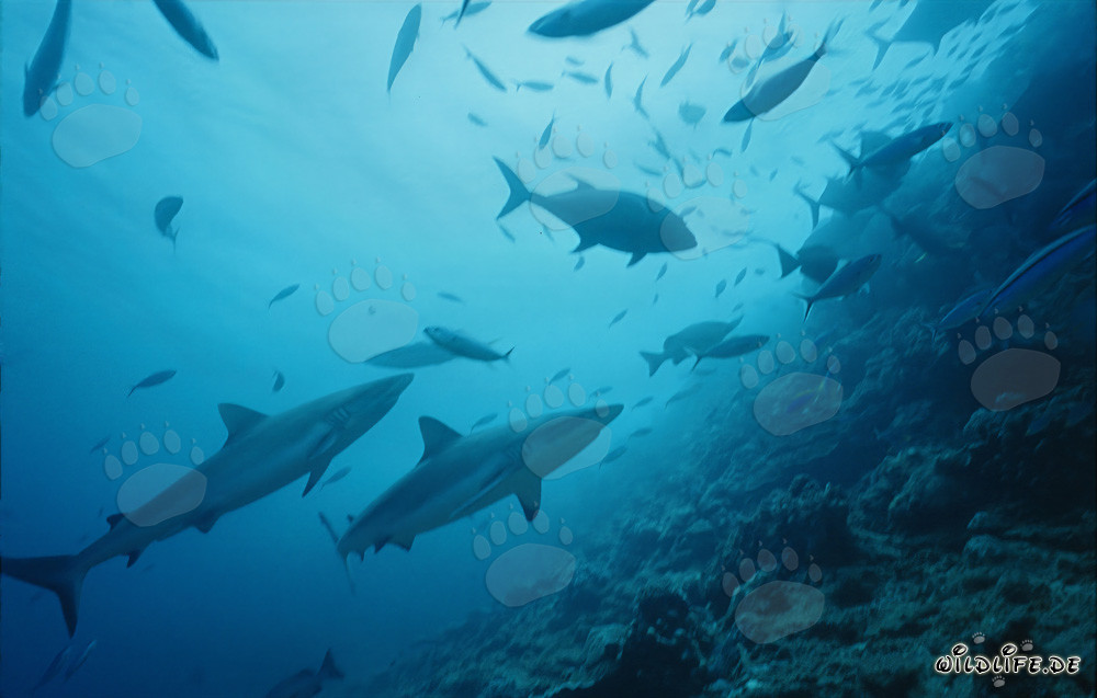 Graue Riffhaie erkunden das faszinierende Shark Reef in Fiji