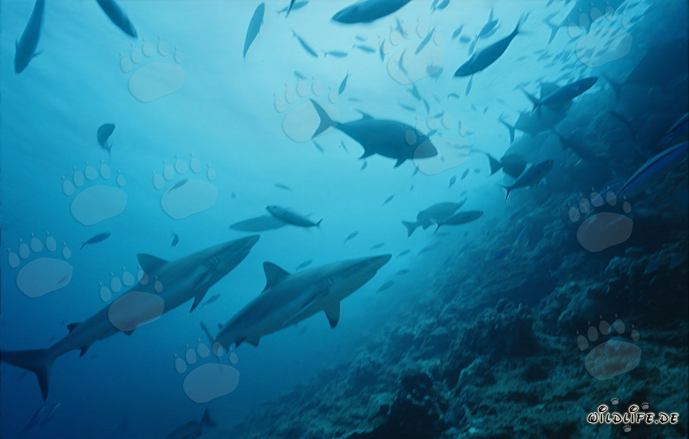 Gray reef sharks exploring the fascinating Shark Reef in Fiji