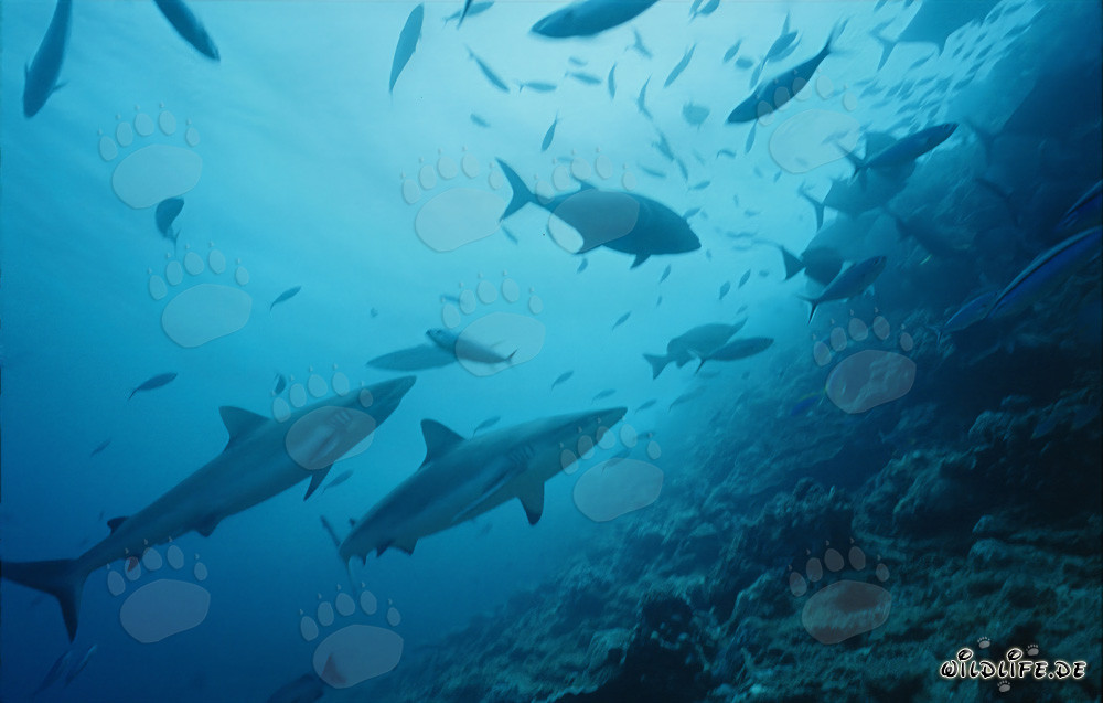 Les requins de récif gris explorent le fascinant Shark Reef aux Fidji