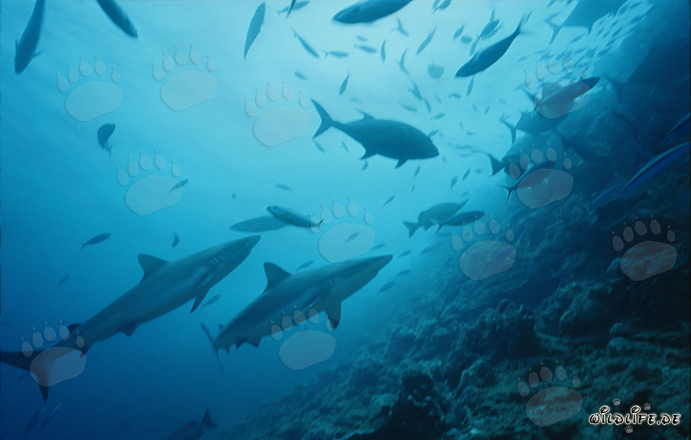 Squali grigi esplorano il fascinoso Shark Reef alle Figi