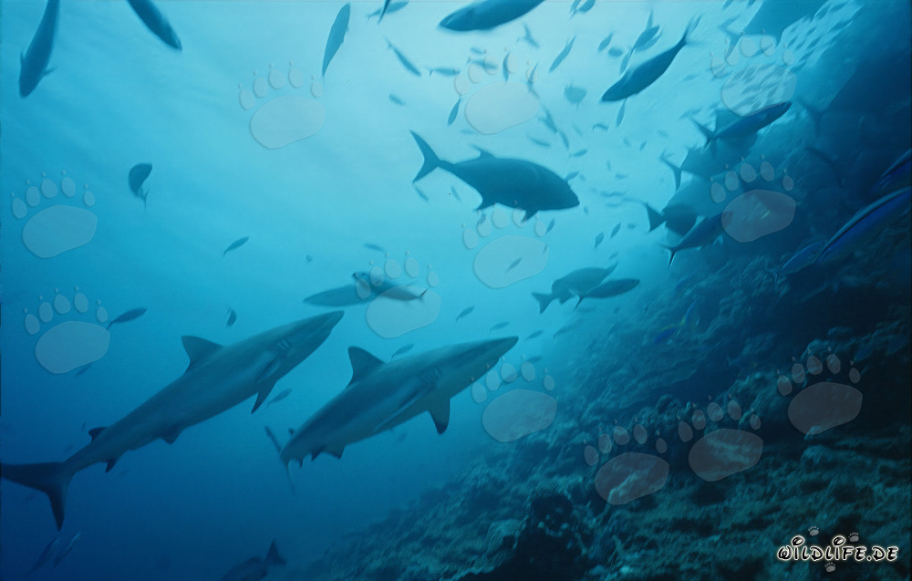 Tiburones de arrecife gris exploran el fascinante Shark Reef en Fiji