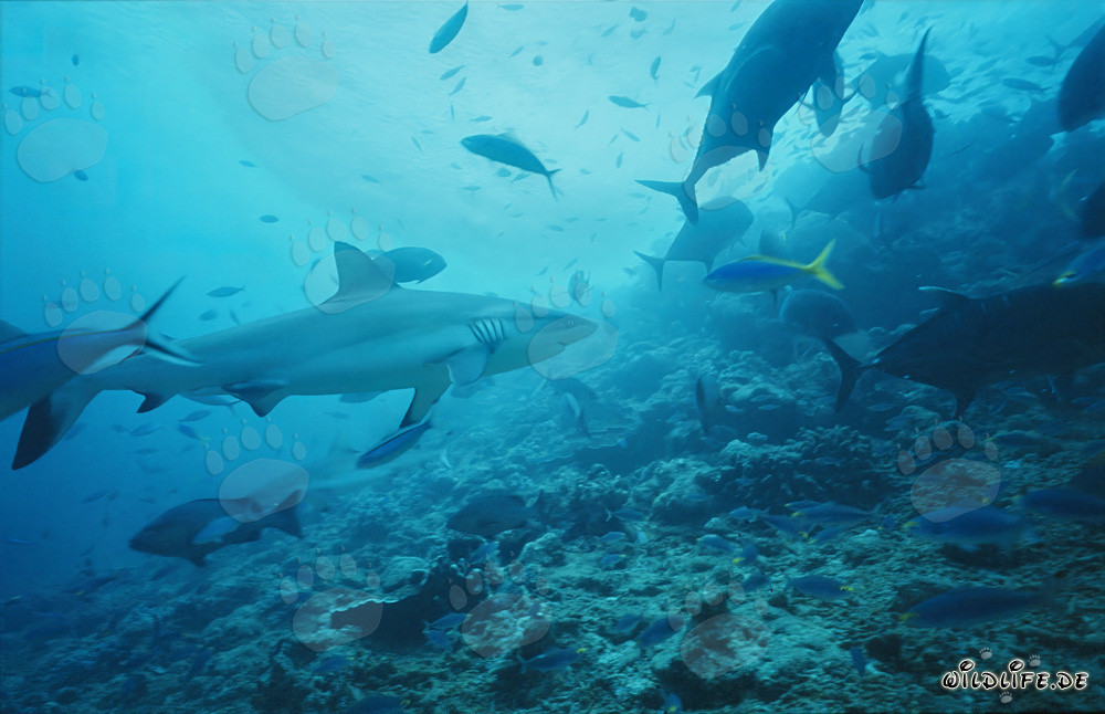 Grauer Riffhai durchstreift das Shark Reef